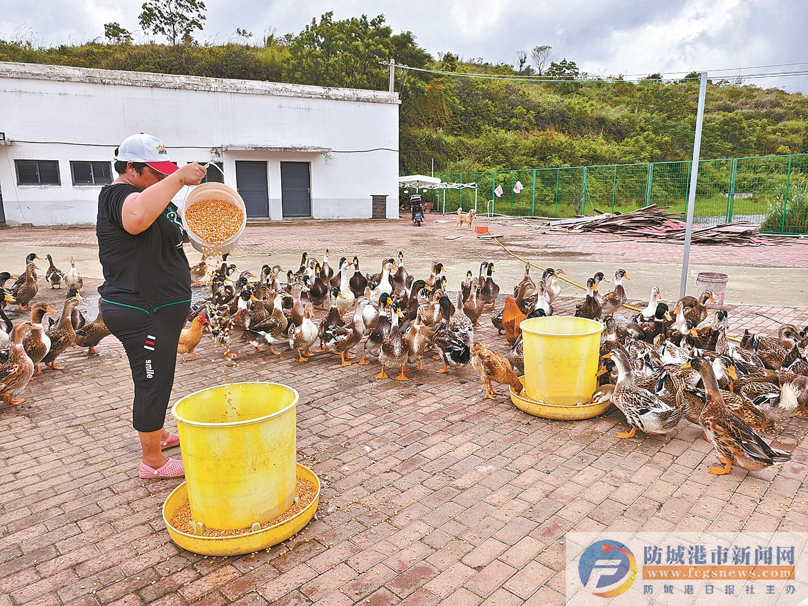 養(yǎng)殖海鴨 致富路上“頂嘎嘎”